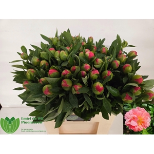 PAEO HH PINK HAWAI C