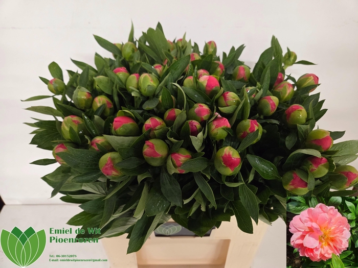 <h4>PAEO HH PINK HAWAI C</h4>