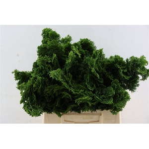 Chamaecyparis Nana 2 Kilo Per Pak