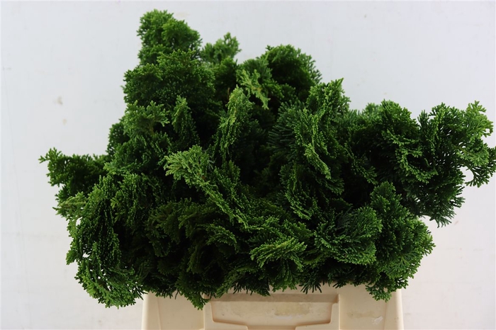 <h4>Chamaecyparis Nana 2 Kilo Per Pak</h4>