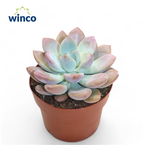 <h4>Graptoveria Opalina</h4>