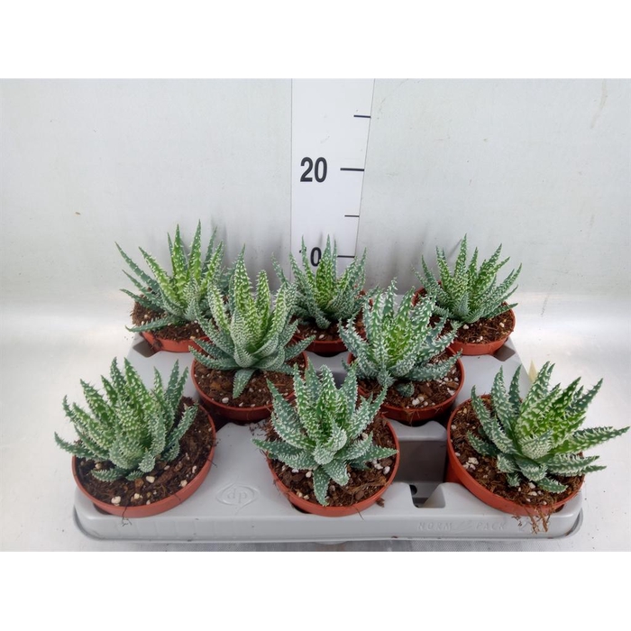 <h4>Aloe humilis</h4>