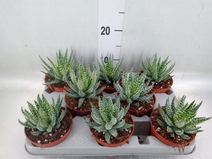 <h4>Aloe humilis</h4>