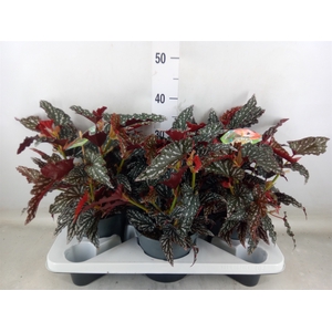 Begonia BD mac. 'Spotlight Dark'
