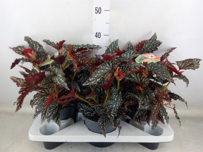 <h4>Begonia BD mac. 'Spotlight Dark'</h4>