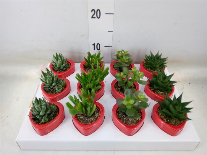 <h4>Succulents   ...</h4>