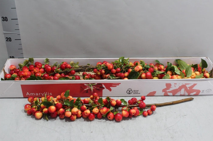 <h4>MALUS RED SENTINEL</h4>