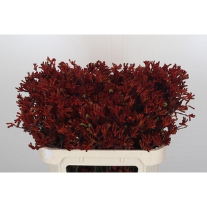 Kangaroo Paw Red Gem