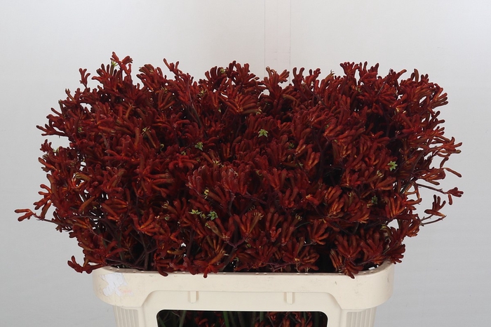 <h4>Kangaroo Paw Red Gem</h4>