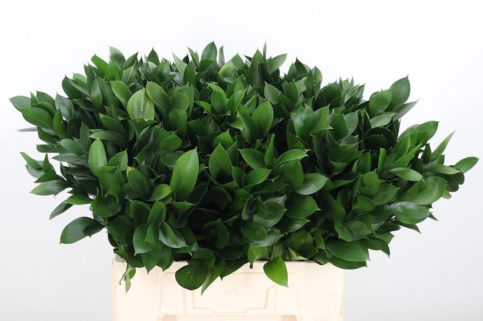 <h4>Ruscus</h4>