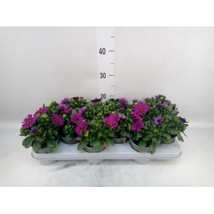 Osteospermum  'Margarita Cool Purp'