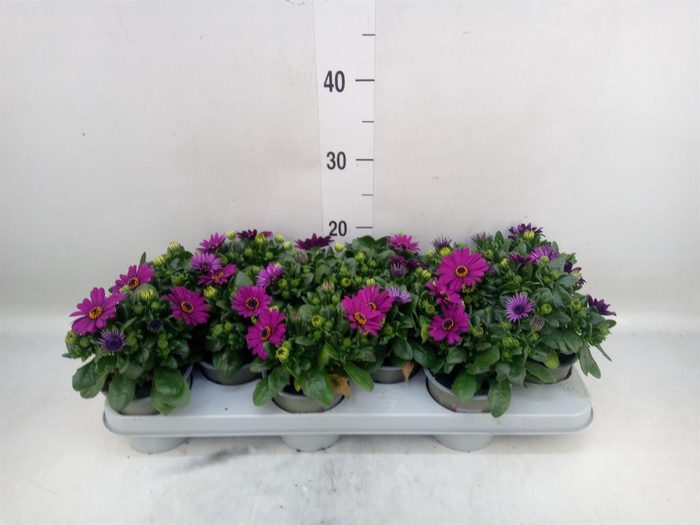 <h4>Osteospermum 'Margarita Cool Purp'</h4>