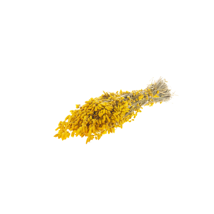 <h4>Briza Maxima Yellow</h4>