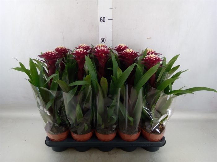 <h4>Guzmania  'Francesca'</h4>