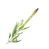 Lysimachia Green