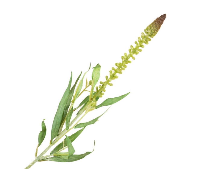 Lysimachia Green
