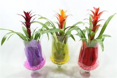 <h4>WINDLICHT GUZMANIA</h4>