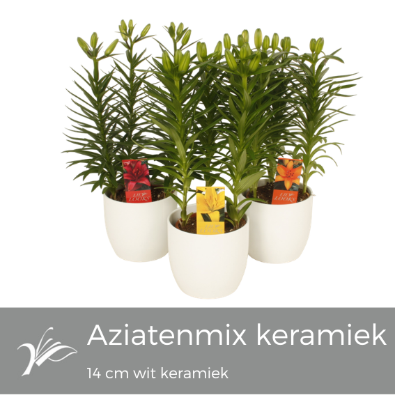 <h4>Lilium mix wit keramiek (az. lelie)</h4>
