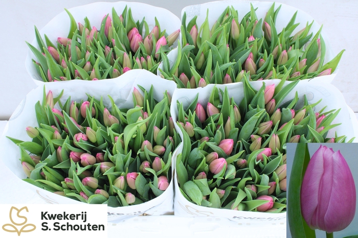 <h4>TU EN CHRISTM DREAM</h4>