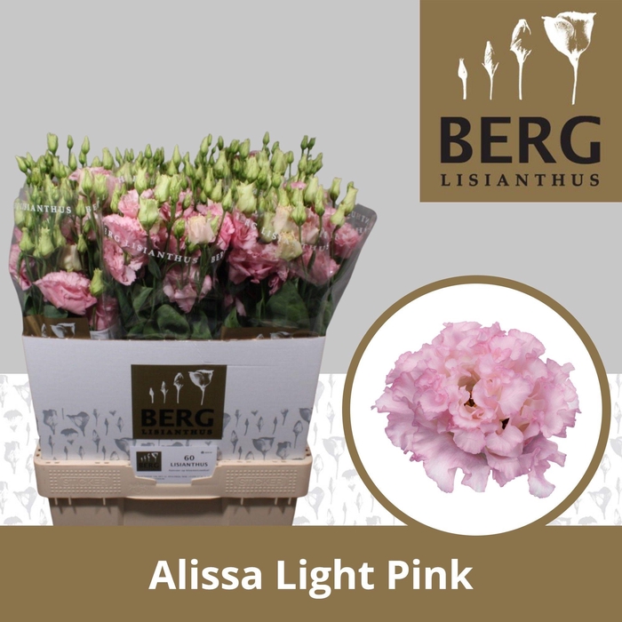 <h4>Lisianthus Alissa Light Pink</h4>