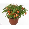 Begonia  'Wfall Dreams Encan Orang'