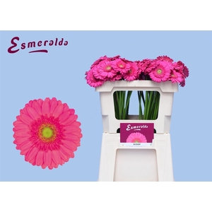 Ge Mi Scoop 07 CM,(NL),MPS A,(20)