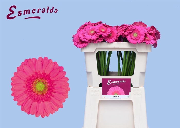 <h4>Ge Mi Scoop 07 CM,(NL),MPS A,(20)</h4>