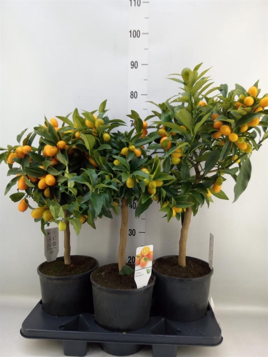 <h4>Citrus   ...</h4>