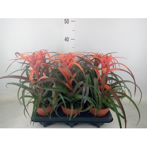 Tillandsia capitata 'Hermosa'