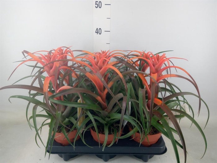 <h4>Tillandsia capitata 'Hermosa'</h4>