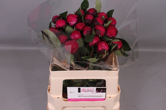 <h4>Paeonia Red Sarah Bernhardt | Heavy Quality</h4>