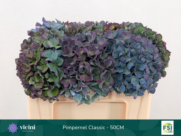 <h4>Hydrangea  'Pimpernel'  CL</h4>
