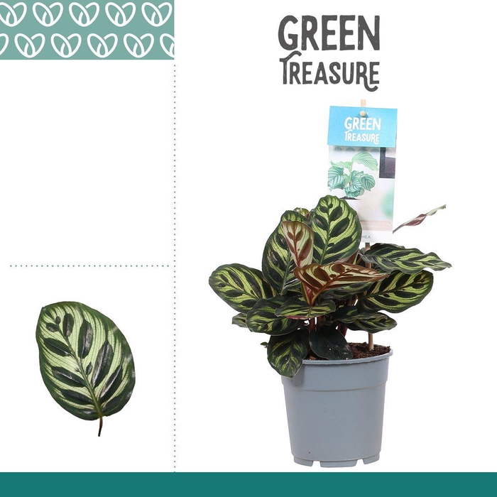 <h4>Calathea makoyana</h4>