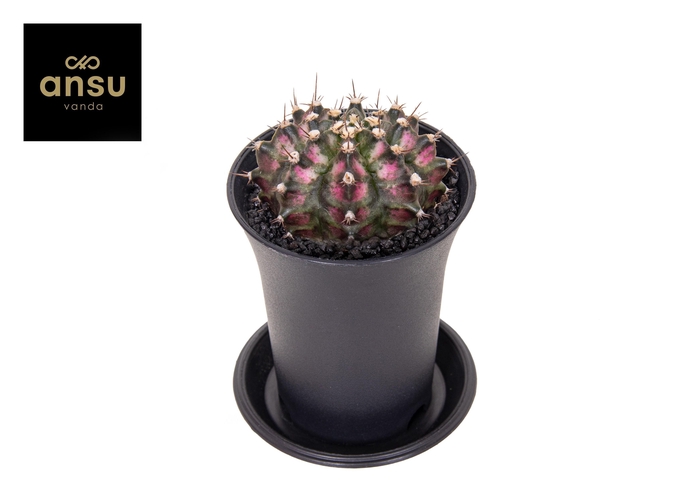 <h4>Gymno Cactus 'T-Rex Hybrid Pink'</h4>