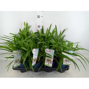 Agapanthus  'Amourette Superb Whit'