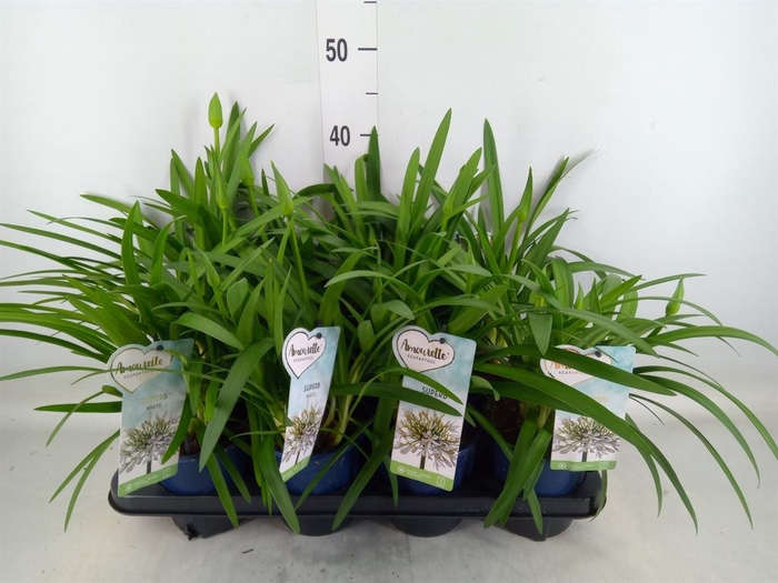 <h4>Agapanthus  'Amourette Superb Whit'</h4>