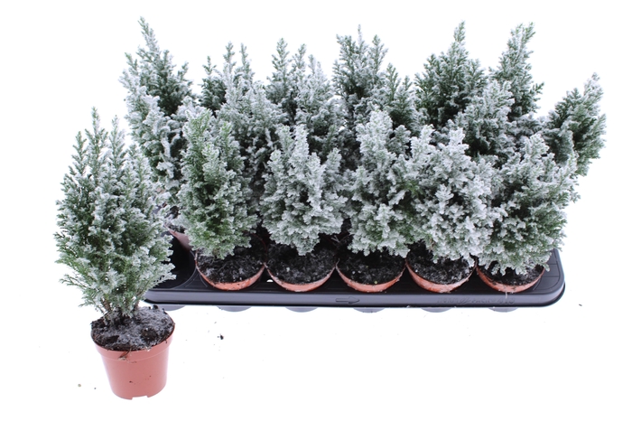 <h4>CHAM L ELLWOODII</h4>