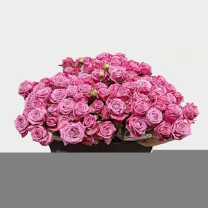 Rosa spray purple queen