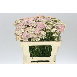 Achillea Lachsschönheit