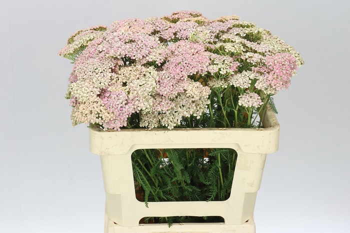 <h4>Achillea Lachsschönheit</h4>