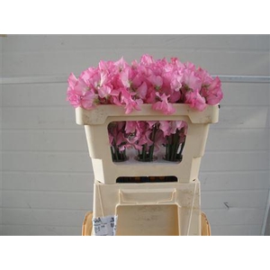 LATHYR WI SUNS ROSE