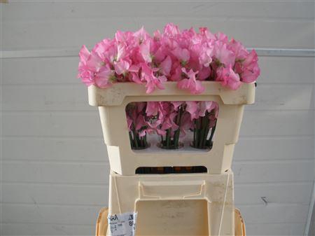 <h4>LATHYR WI SUNS ROSE</h4>
