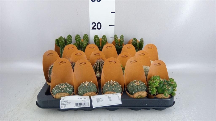 <h4>Cactus   ...</h4>