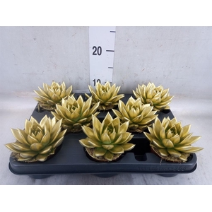 Echeveria  'Miranda'