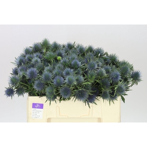 Eryngium Magnet