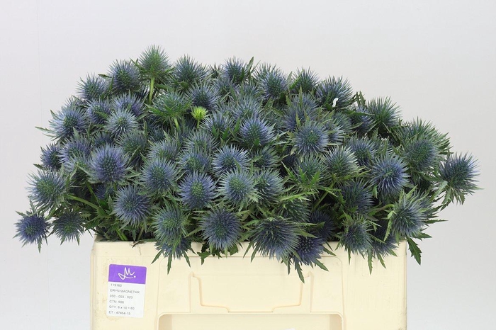 <h4>Eryngium Magnet</h4>