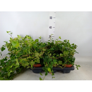 Hedera helix 'Wonder'