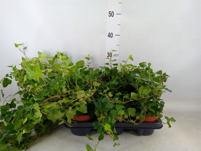 <h4>Hedera helix 'Wonder'</h4>