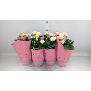 Rosa  'Infinity'   ...mix