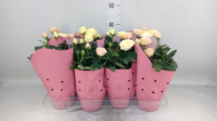 <h4>Rosa  'Infinity'   ...mix</h4>